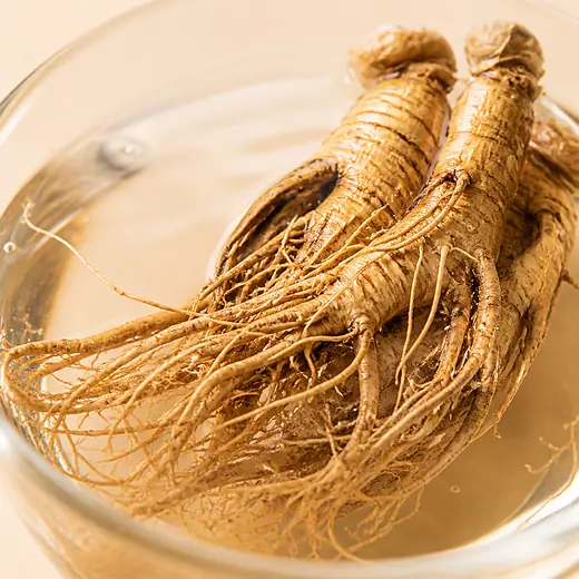 即食燕窝口味材料 · 泡参 American Ginseng