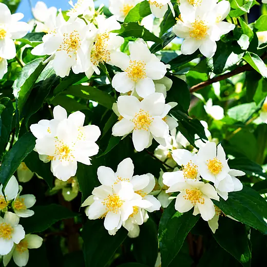 即食燕窝口味材料 · 茉莉 Jasmine
