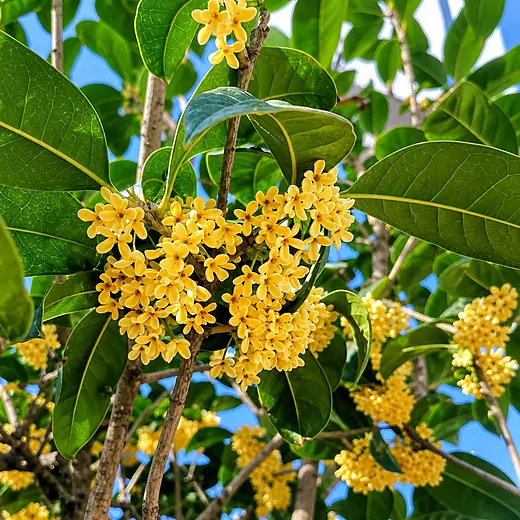 即食燕窝口味材料 · 桂花 Osmanthus