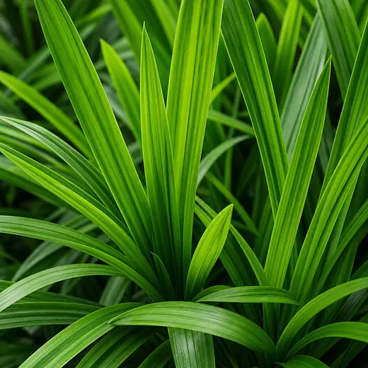 即食燕窝口味材料 · 斑斓 Pandan
