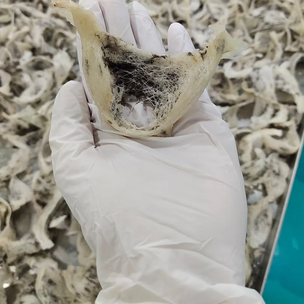 星宸燕窝加工厂 · 工序 02 毛燕分类