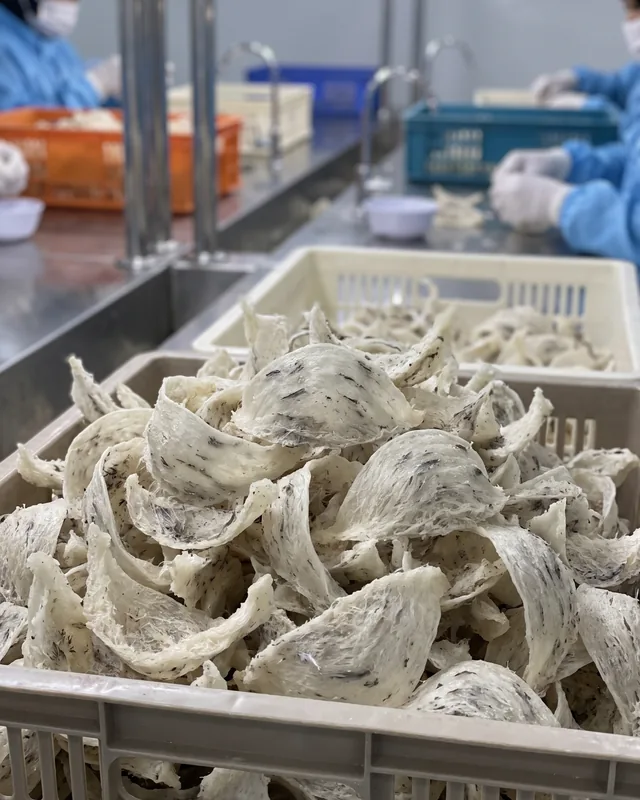 星宸燕窝加工工序：原料验收