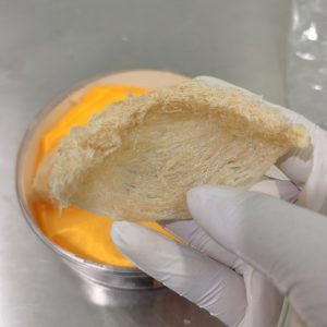 马来西亚金丝老燕盏